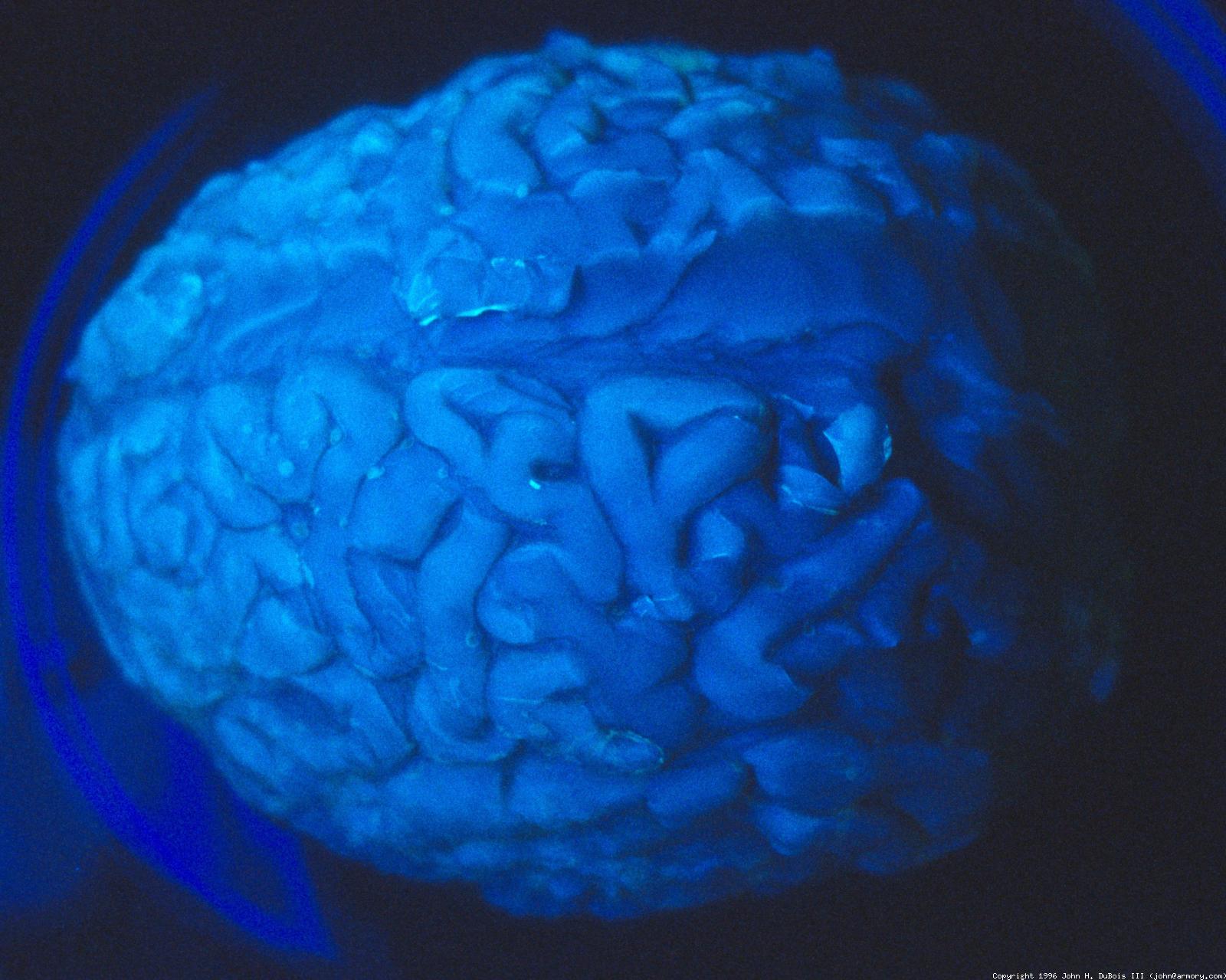 Fluorescent Brain