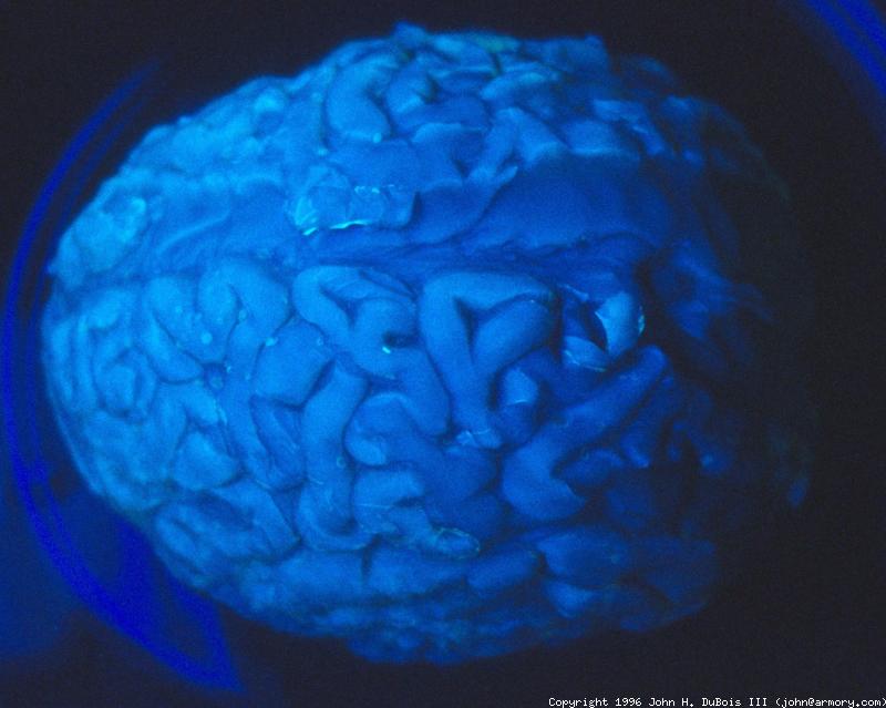 Fluorescent Brain