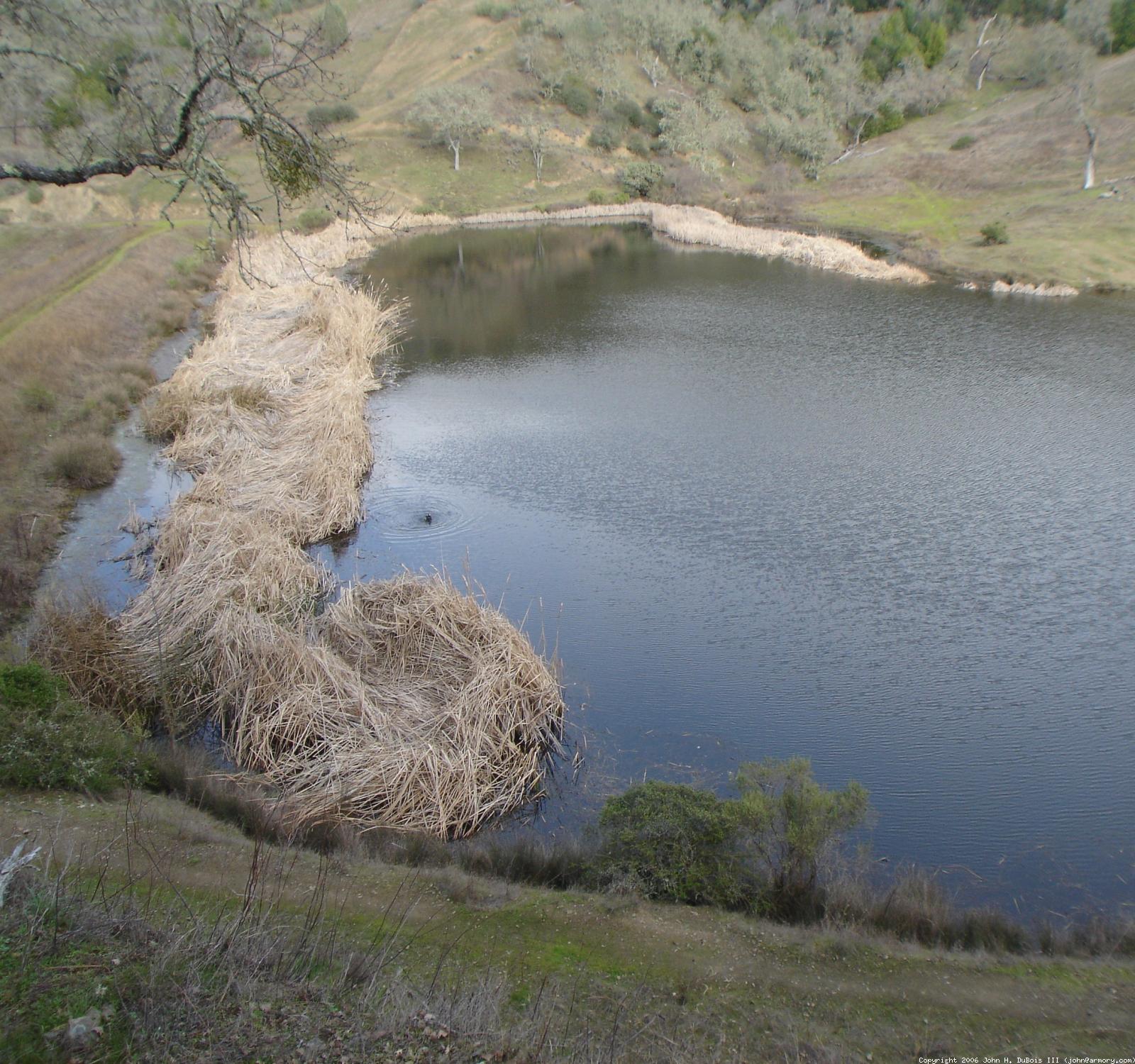 Kelly Lake - Dam