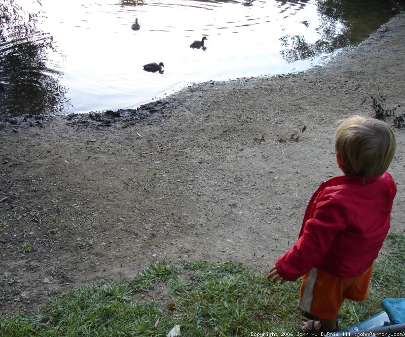 Picnic - Pond