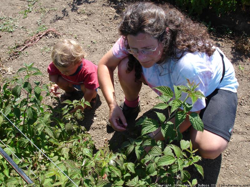 Berry Picking with Mom