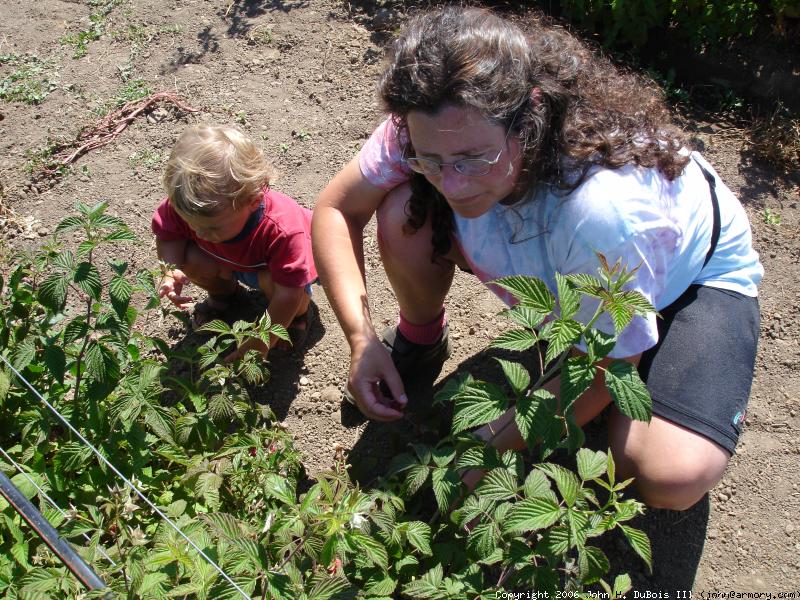 Berry Picking with Mom