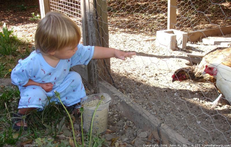 Feeding the Chickens