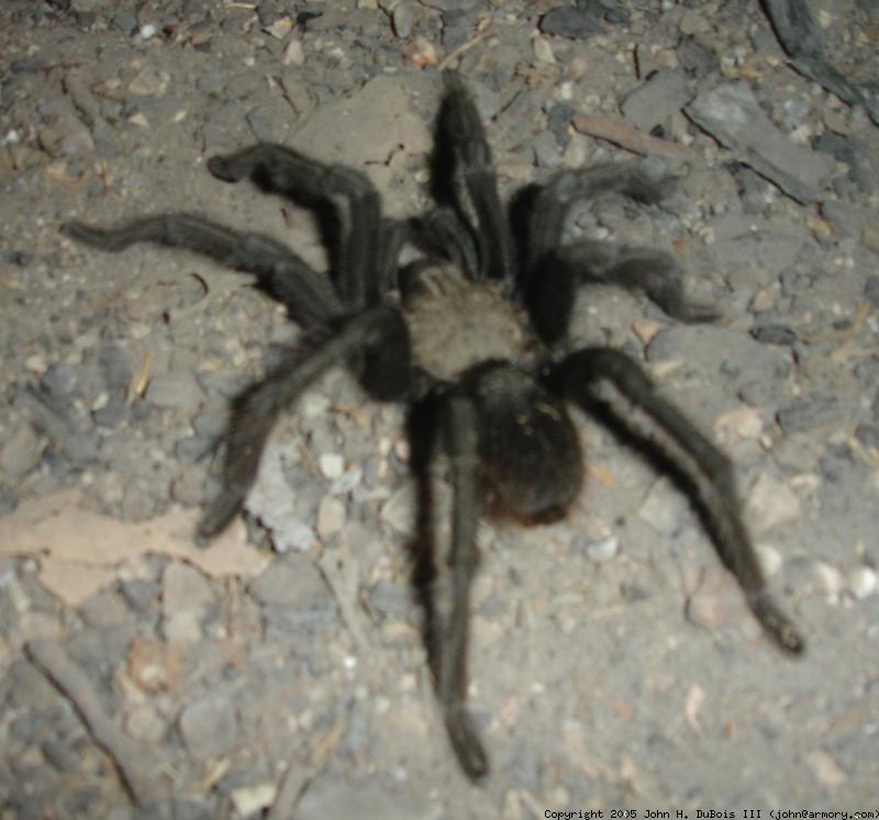 Tarantula