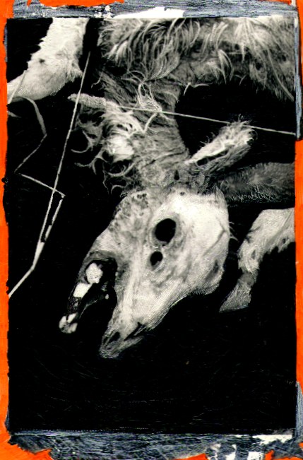 a dead deer, manipulated
