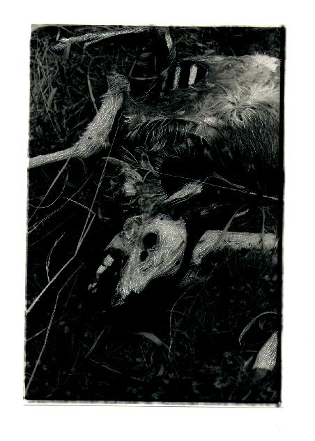 A dead and decaying deer photograph