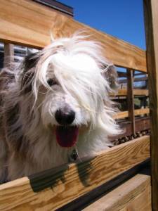 Kathy's dog Bode; Kathy's hiding...