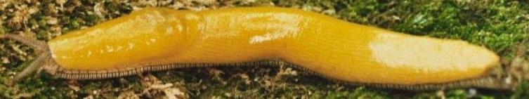 Max the Limax from Fall Creek State Park