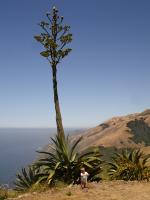 Big Flower