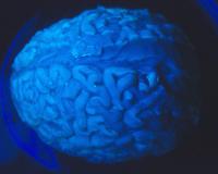 Fluorescent Brain