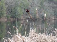 Red-Wing Blackbird
