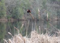 Red-Wing Blackbird