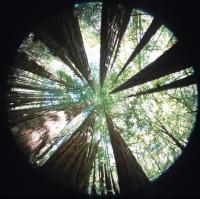 Henry Cowell Hike, Jul 1 2001