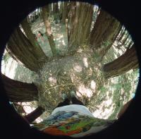 Redwood Circle Down