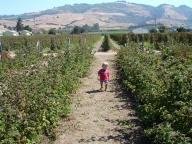 Berry Picking