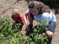 Berry Picking with Mom