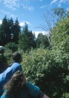 belal, irenel - Gazing