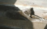 Stretched on the Stairs