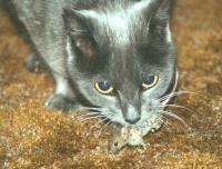 Mouse in Mouth