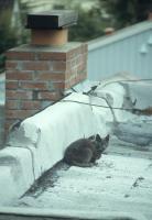 Cottage Roof